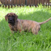 Chakra, brindle Gran Danés en venta