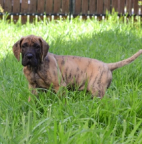 Deutsche Dogge Welpe kaufen
