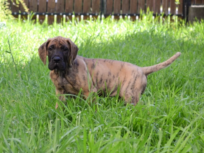 Deutsche Dogge Welpe kaufen