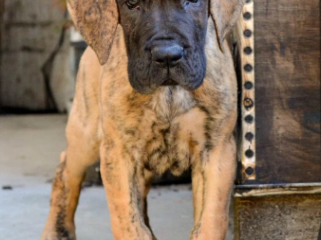 Deutsche Dogge Welpe kaufen