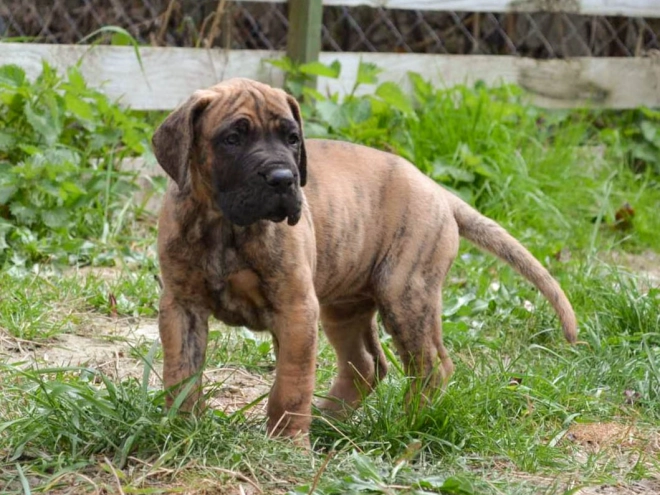 Deutsche Dogge Welpe kaufen