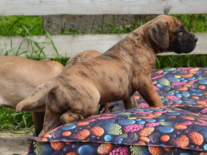 Deutsche Dogge Welpe kaufen