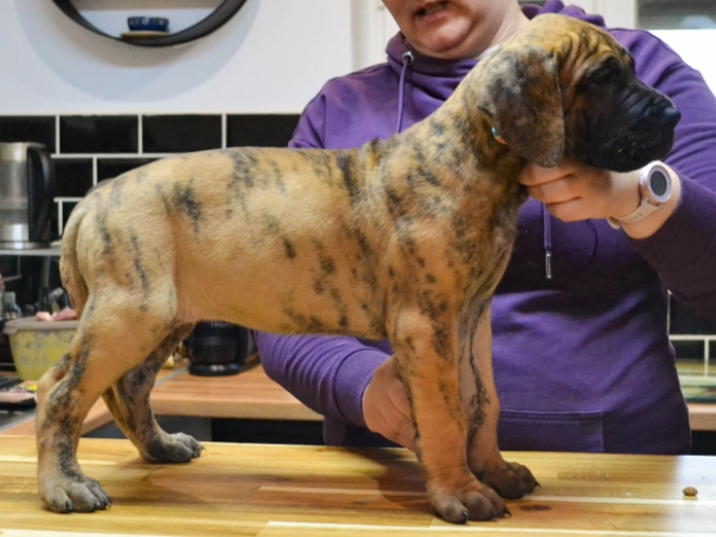 Deutsche Dogge Welpe kaufen