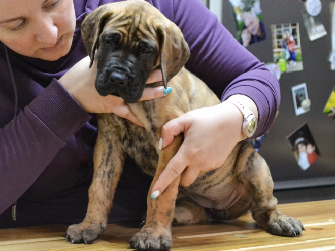 Deutsche Dogge Welpe kaufen