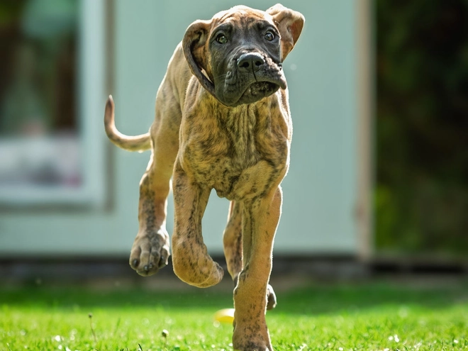Perros Gran Danés en venta