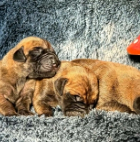 Great Dane puppy for sale