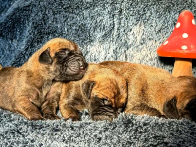 Great Dane puppy for sale