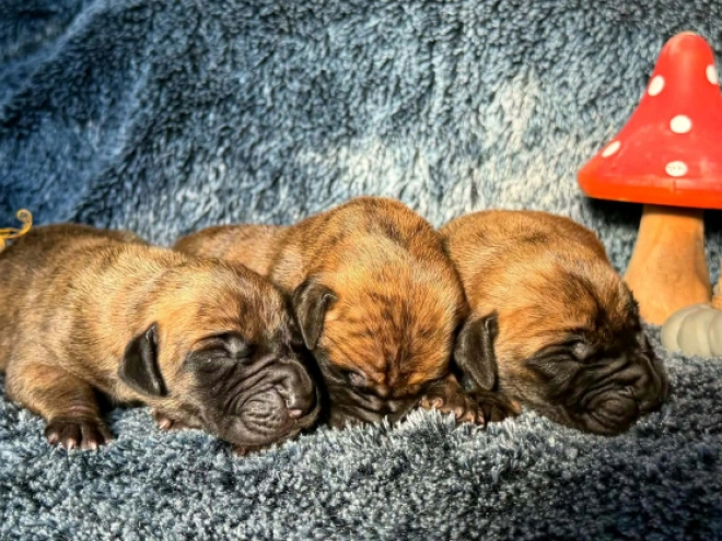 Great Dane puppy for sale