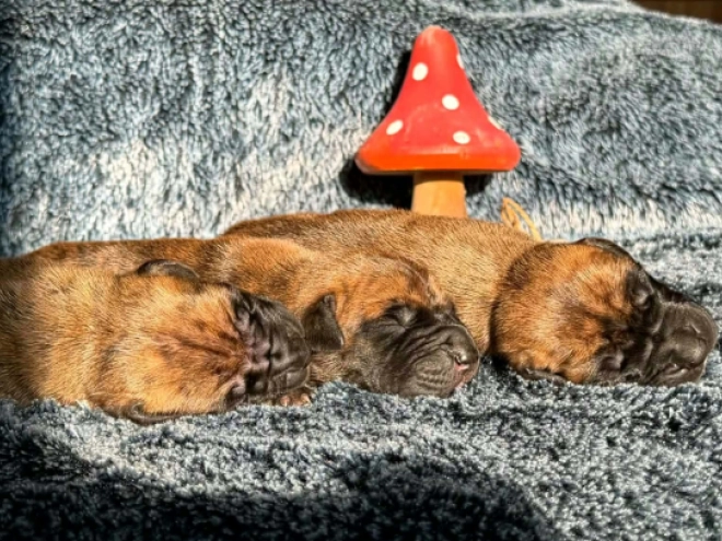 Great Dane puppy for sale