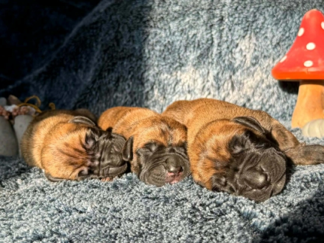 Great Dane puppy for sale