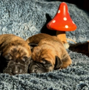 Great Dane puppy for sale