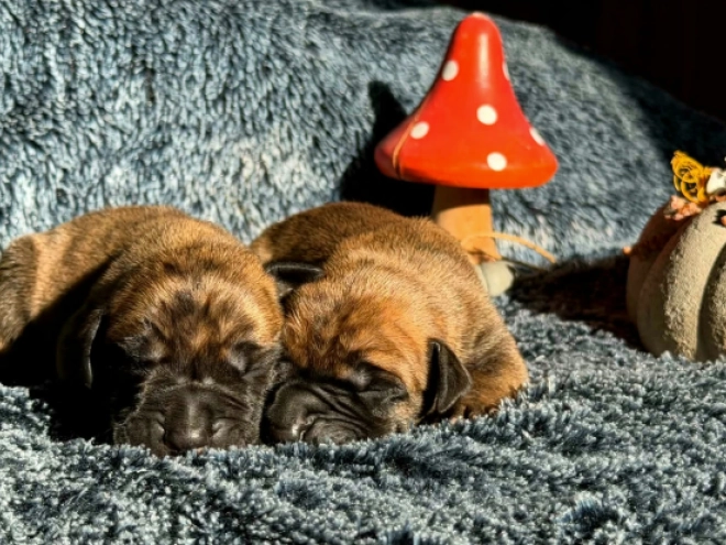 Great Dane puppy for sale