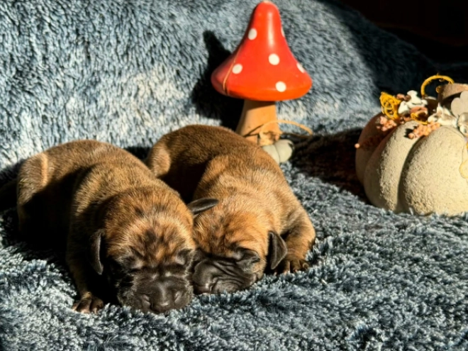 Great Dane puppy for sale