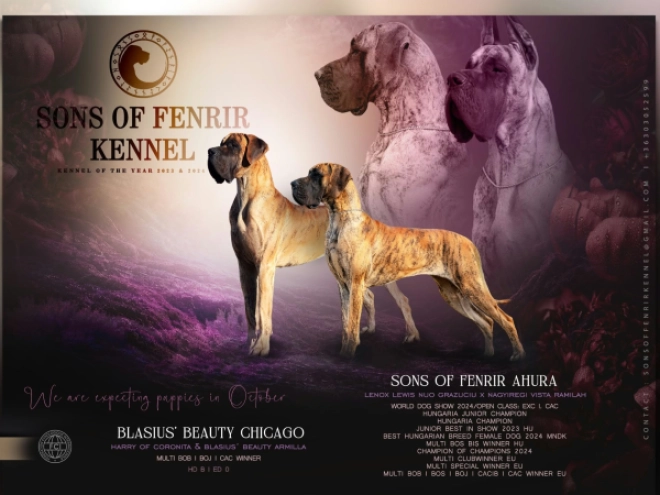 Great Dane puppy for sale