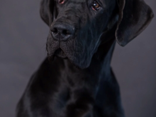 Great Dane puppy for sale