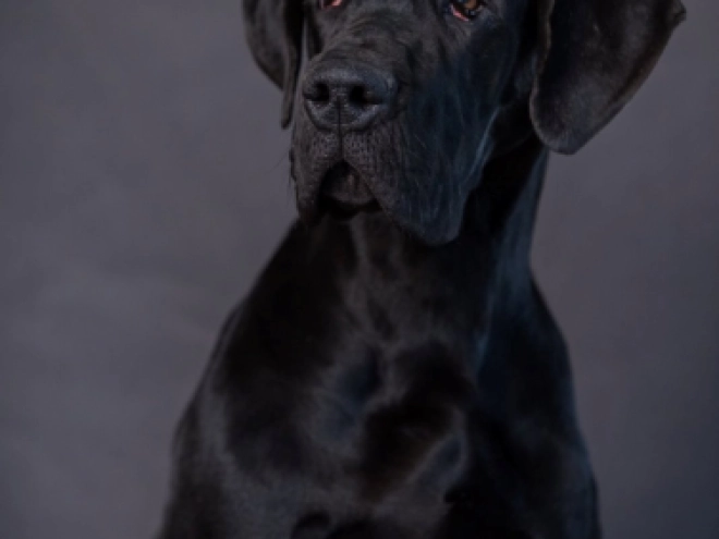Great Dane puppy for sale
