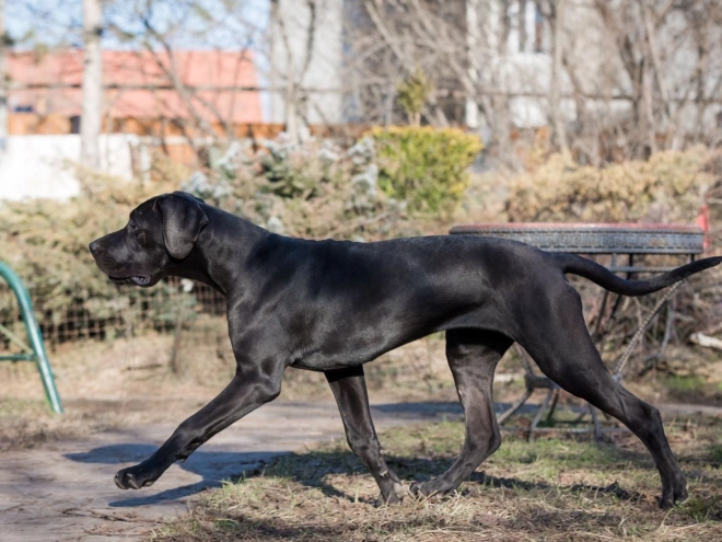 Great Dane puppy for sale