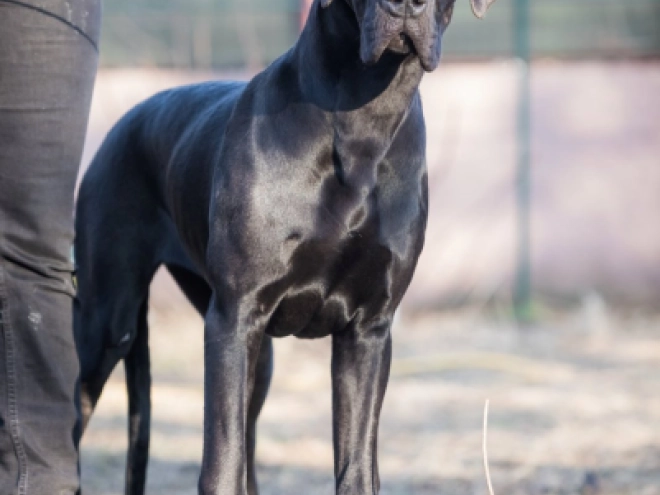 Great Dane puppy for sale