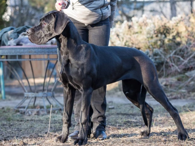 Great Dane puppy for sale