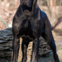 Deutsche Dogge Welpe zu verkaufen