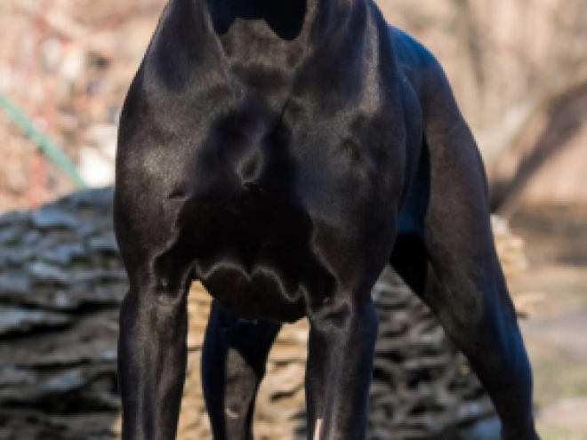 Great Dane puppy for sale
