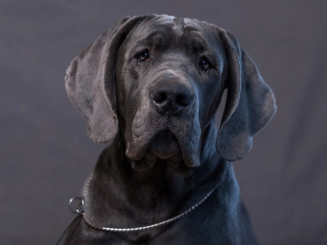 Deutsche Dogge Welpe zu verkaufen