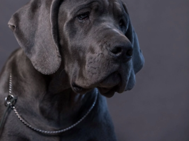 Deutsche Dogge Welpe zu verkaufen