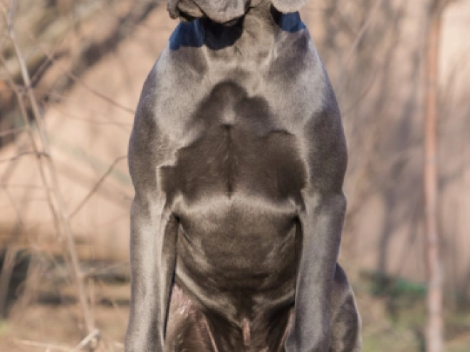Deutsche Dogge Welpe zu verkaufen