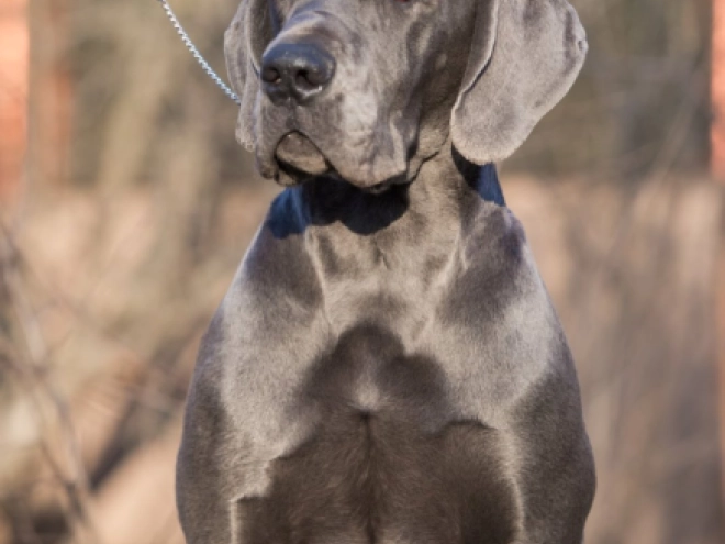 Deutsche Dogge Welpe zu verkaufen