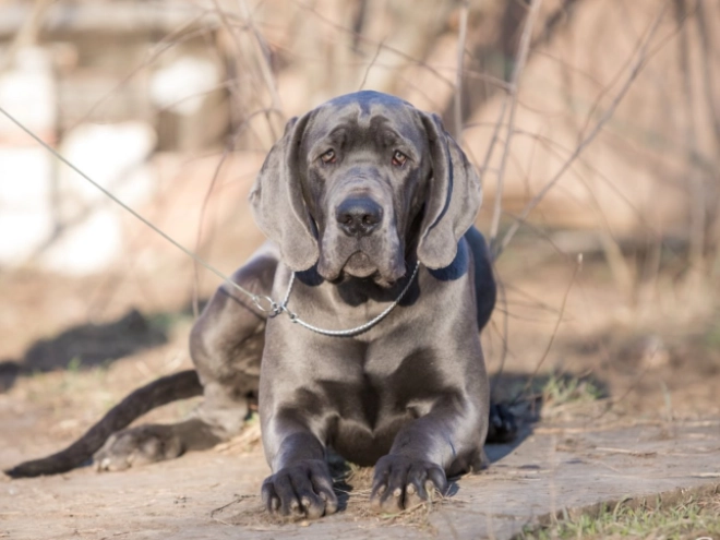 Deutsche Dogge Welpe zu verkaufen