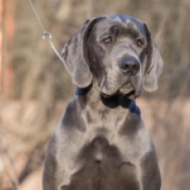 Deutsche Dogge Welpe zu verkaufen