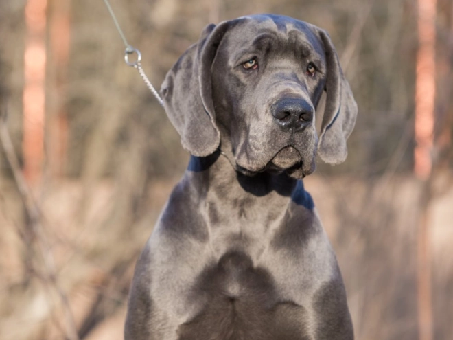 Deutsche Dogge Welpe zu verkaufen