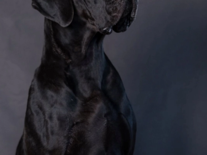 Deutsche Dogge Welpe zu verkaufen