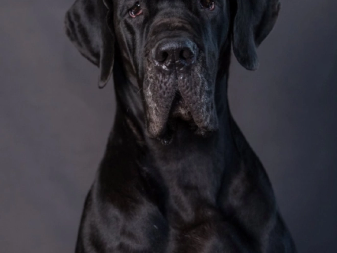 Deutsche Dogge Welpe zu verkaufen