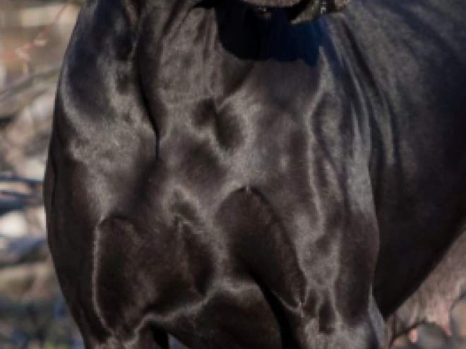 Deutsche Dogge Welpe zu verkaufen