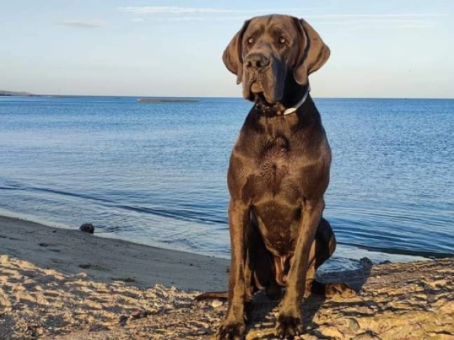 Deutsche Dogge Welpe zu verkaufen