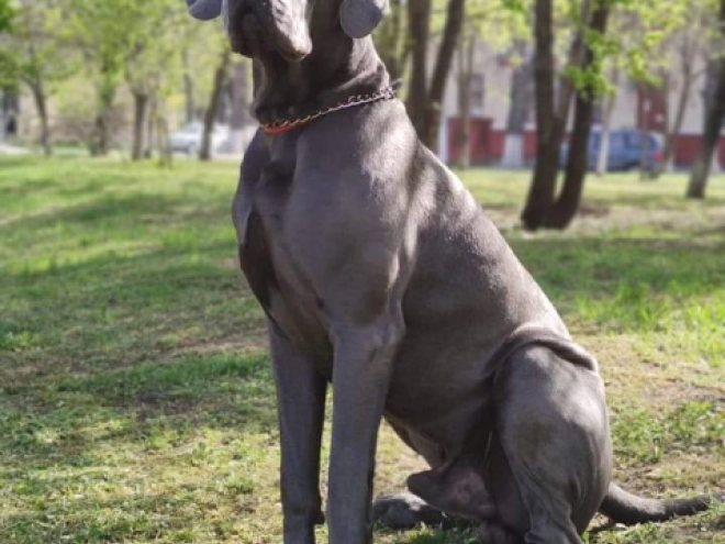 Deutsche Dogge Welpe zu verkaufen