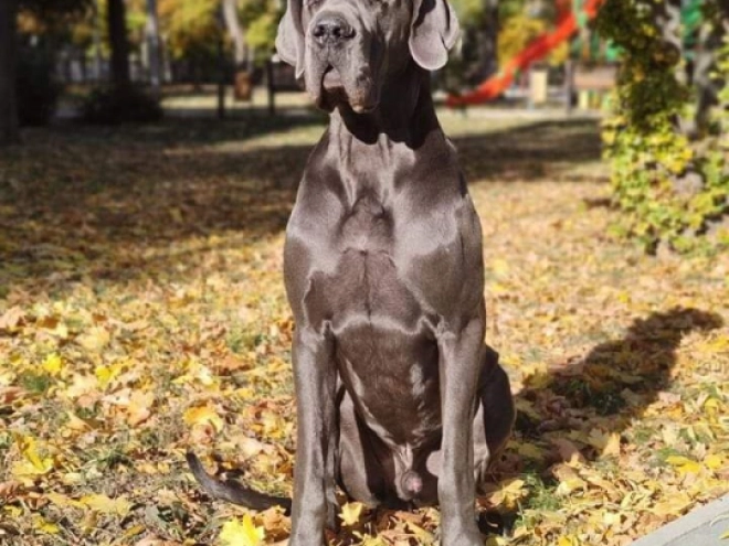 Deutsche Dogge Welpe zu verkaufen