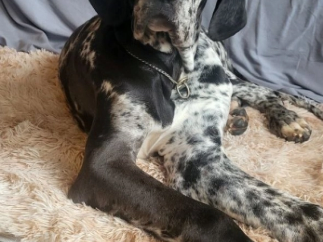 Deutsche Dogge Welpe zu verkaufen