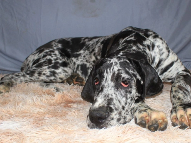 Deutsche Dogge Welpe zu verkaufen