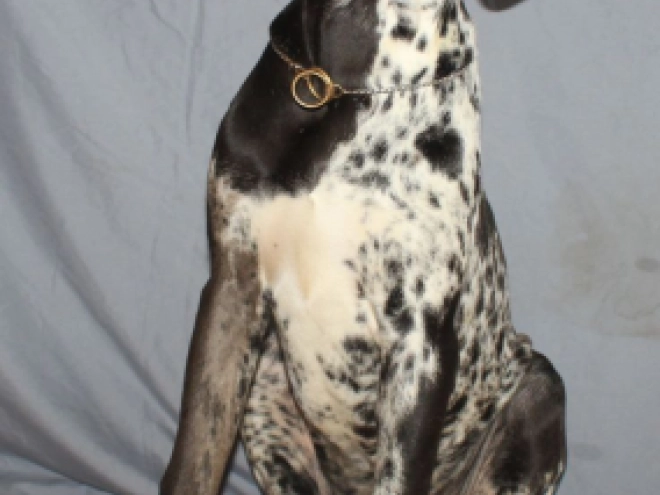Deutsche Dogge Welpe zu verkaufen