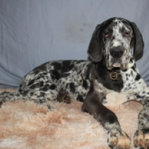 Perros Gran Danés en venta