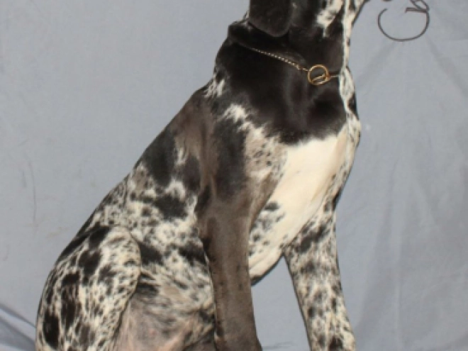 Deutsche Dogge Welpe zu verkaufen