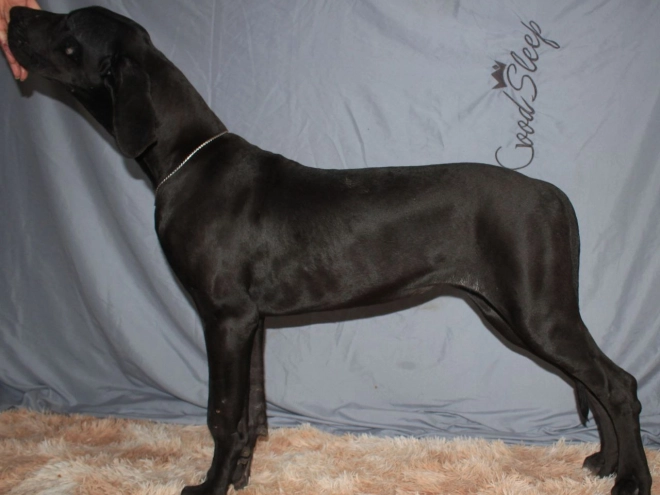 Deutsche Dogge Welpe zu verkaufen
