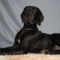 Perros Gran Danés en venta
