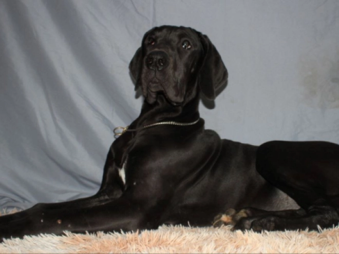 Deutsche Dogge Welpe zu verkaufen