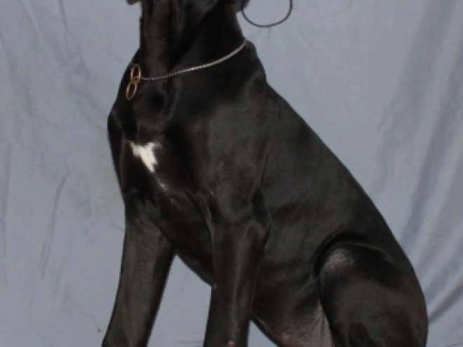 Deutsche Dogge Welpe zu verkaufen