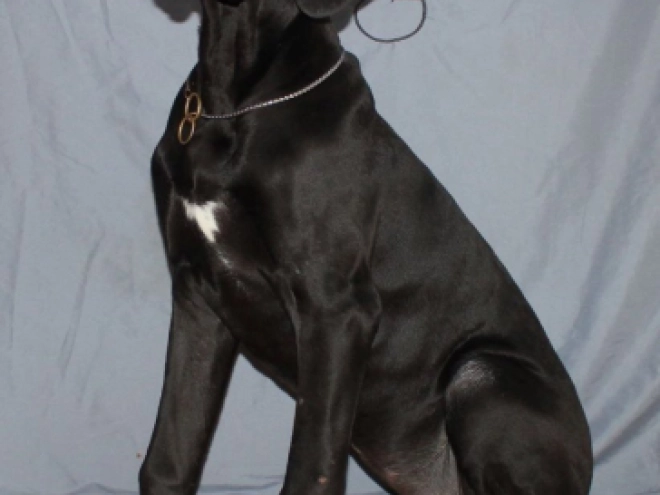 Deutsche Dogge Welpe zu verkaufen