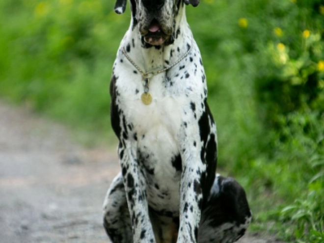 Deutsche Dogge Welpe zu verkaufen