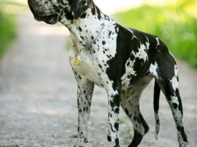 Deutsche Dogge Welpe zu verkaufen